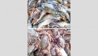 Shrimp, crab exports nosedive amid corona